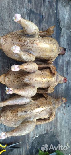 Мясо цысарок