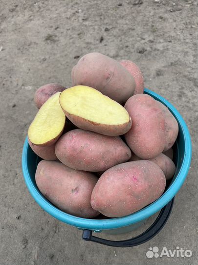Продам картофель