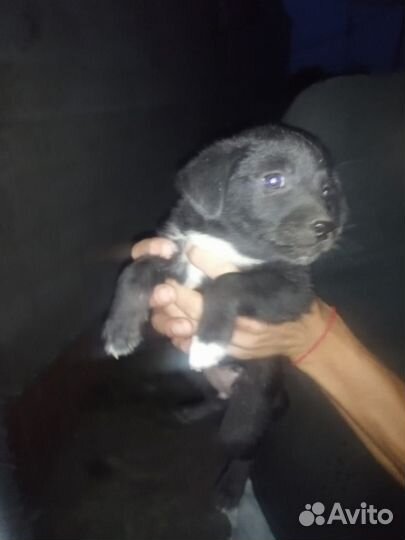 Щенки в добрык руки