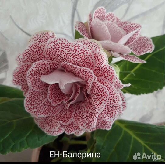 Глоксинии и тидеи