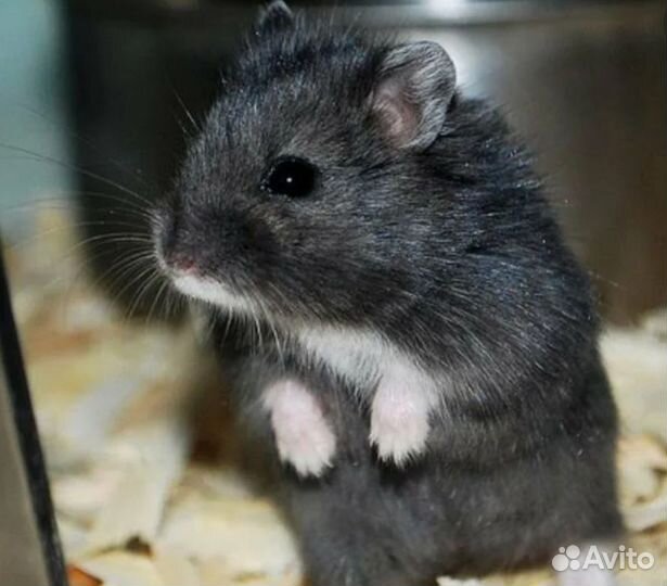 Хомячата Кэмпбелла и джунгарики