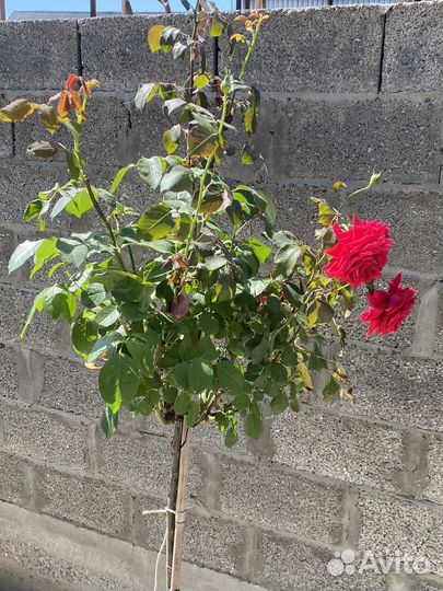 Штамбовые розы