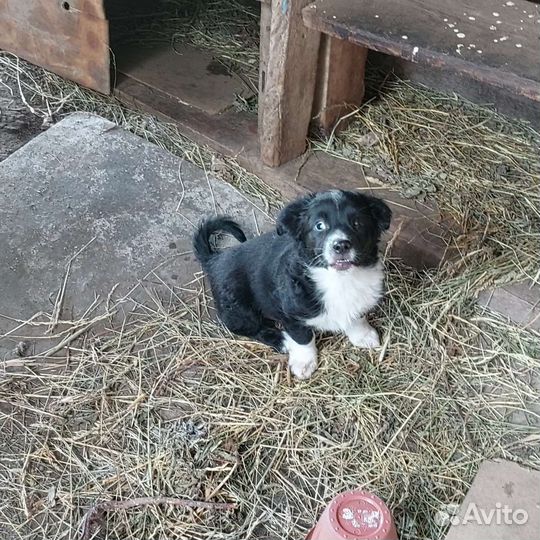 Собака в добрые руки отдам бесплатно