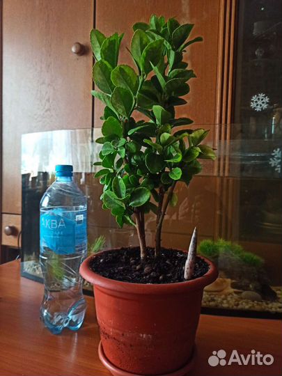 Барбарис и педилантус