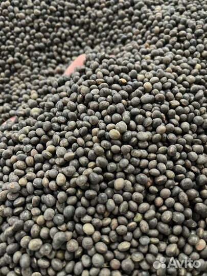 Вика яровая семена рс 1