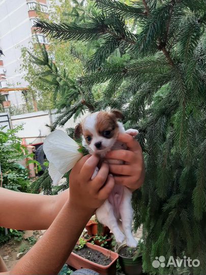Мини Чихуахуа