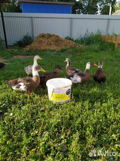 Утки башкирские