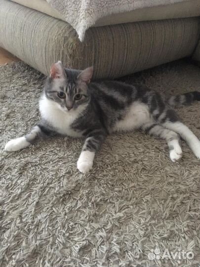 Молодой котик ищет дом