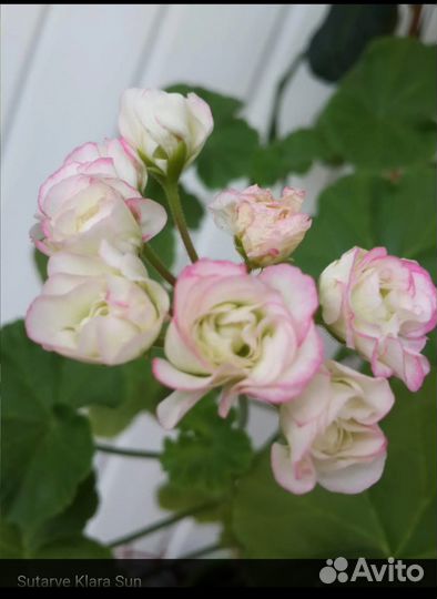 Пеларгония, укорененные черенки