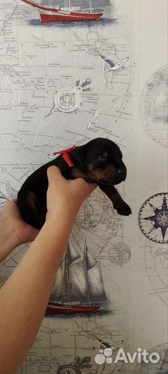 Доберманы мальчики и девочки детки