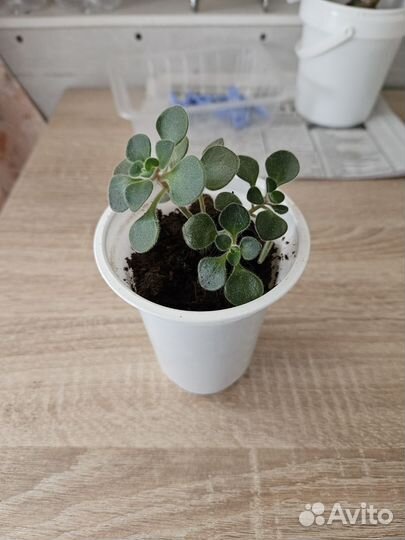 Суккуленты