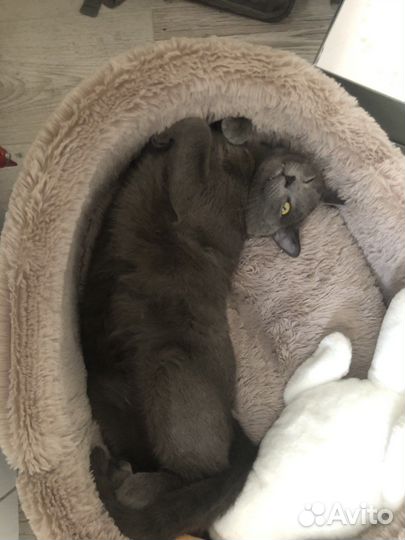 Кот для вязки русская голубая