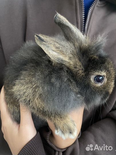 Карликовый кролик