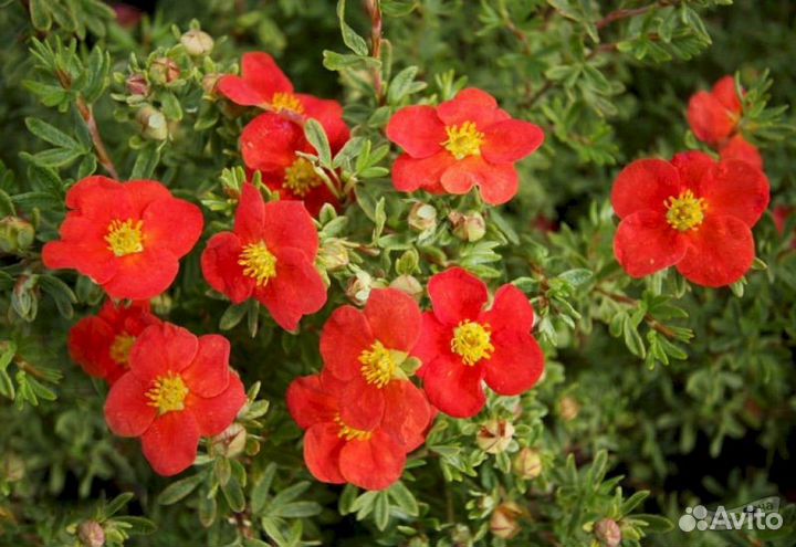 Лапчатка кустарниковая