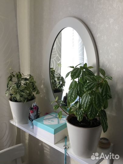 Продам комнатные цветы