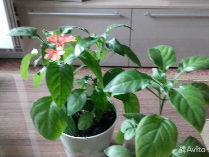 Гиппеаструм,дримиопсис,кроссандра, барлерия