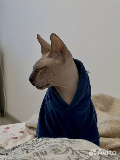 Передержка кошек