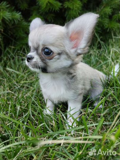 Великолепный мальчишечка