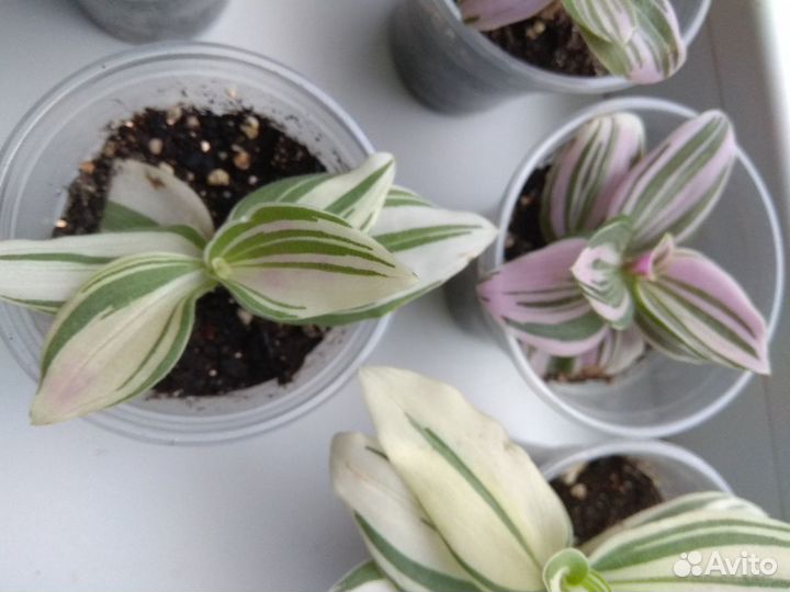 Традисканции разные