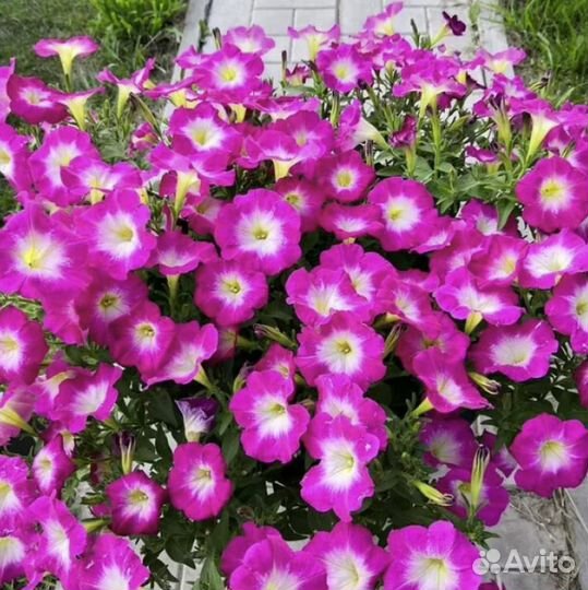 Петунии вегетативные