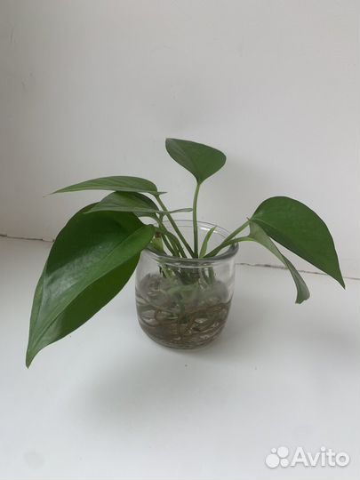 Эпипремнум