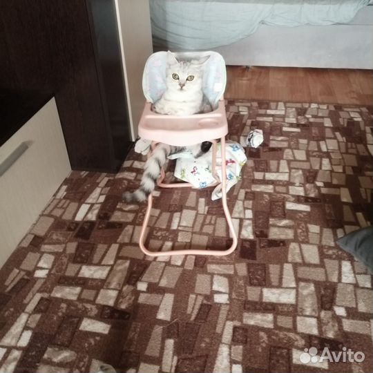 Кошка на вязку