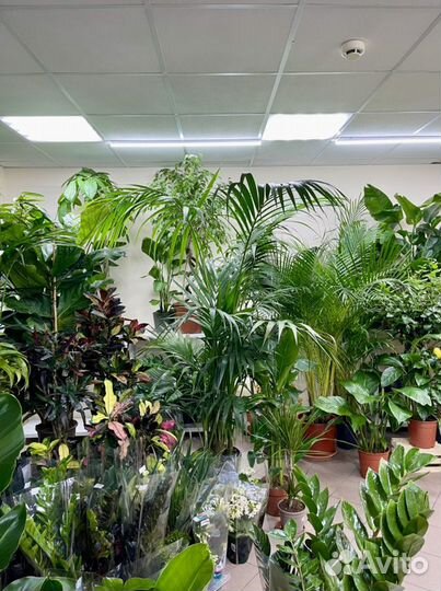 Растения для озеленения дома