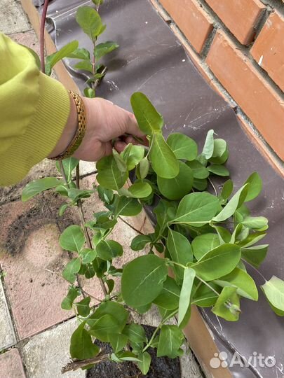 Каприфоль саженцы