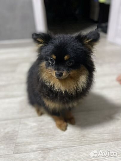Померанский шпиц мини
