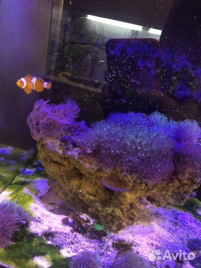 Морской аквариум