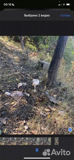 Бойцовые цыплята о шамо