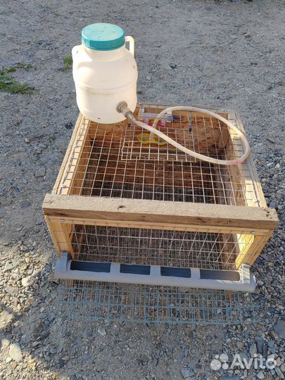 Клетки для перепелов