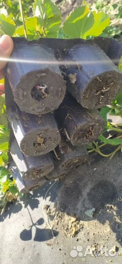 Рассада клубники