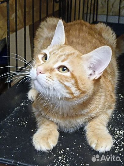 Девочка Леся 5мес. в дар