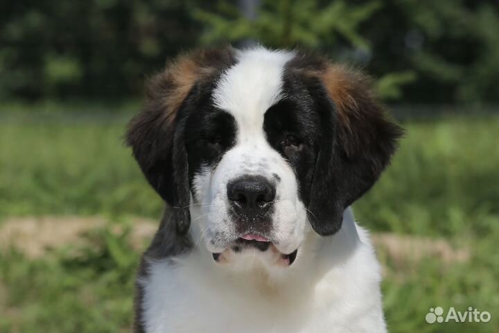 Щенки Сенбернара (Суздаль)