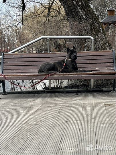 Алано эспаньол