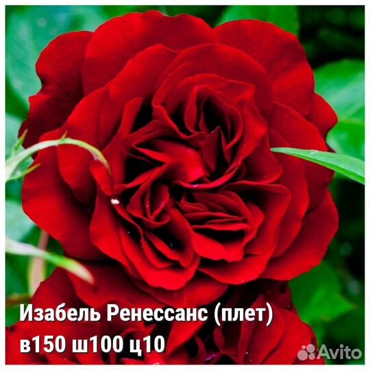 Розы плетистые