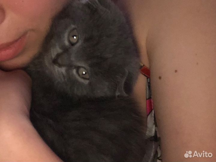 Шотландский вислоухий котик