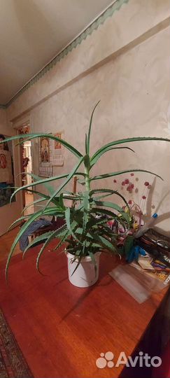 Алоэ лечебный