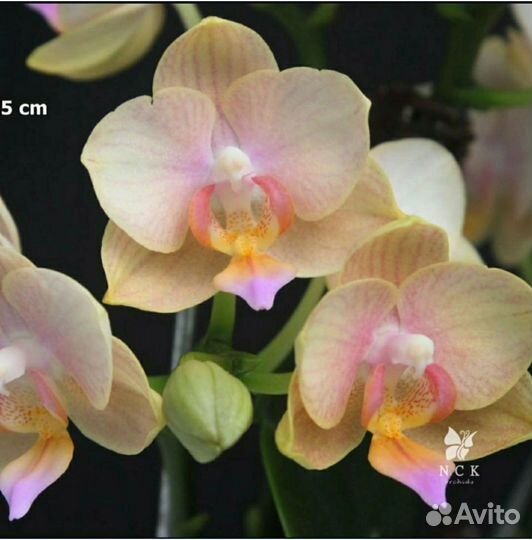 Фаленопсис Phal.Lee 1267