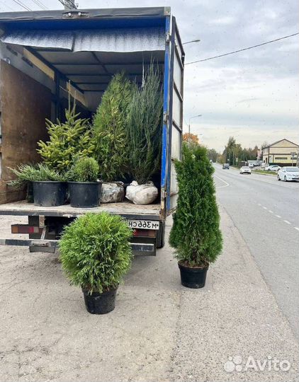 Можжевельник Блю Эрроу с доставкой с полей