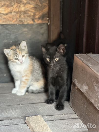 Коты и кошки бесплатно