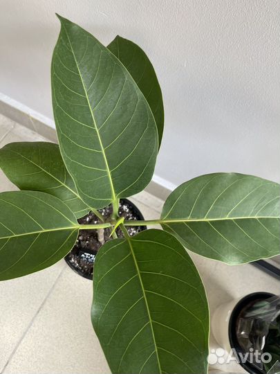 Фикус.Бенгальский (Андрей)