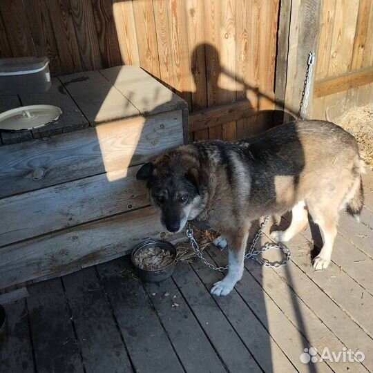 В добрые руки