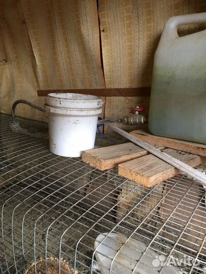 Клетки для перепелов