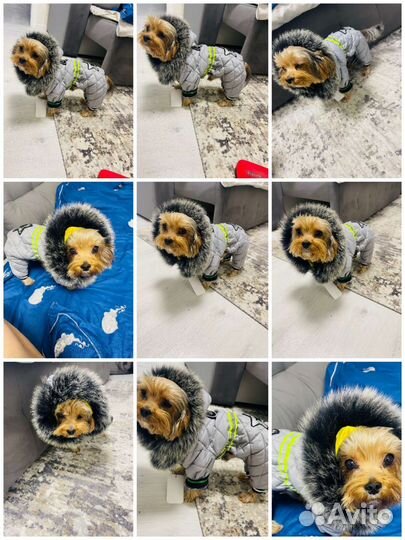 Одежда для собак мелких пород(разная и на заказ)
