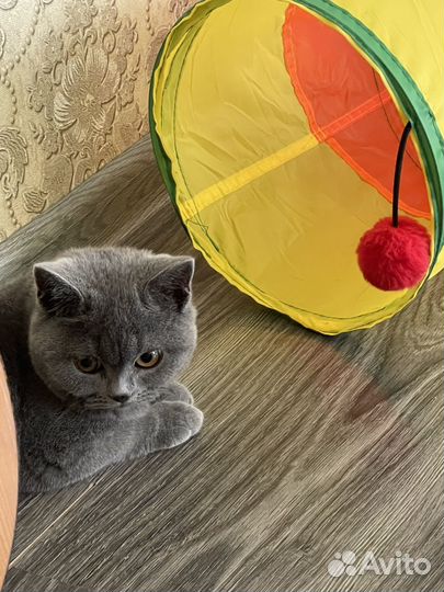 Шотландский кот на вязку