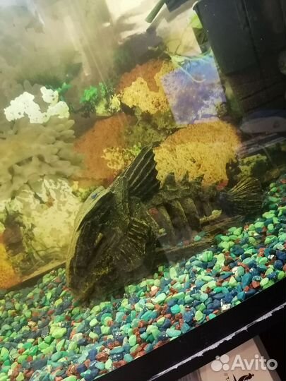 Аквариум с тумбой