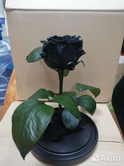 Роза в колбе оптом и в розницу
