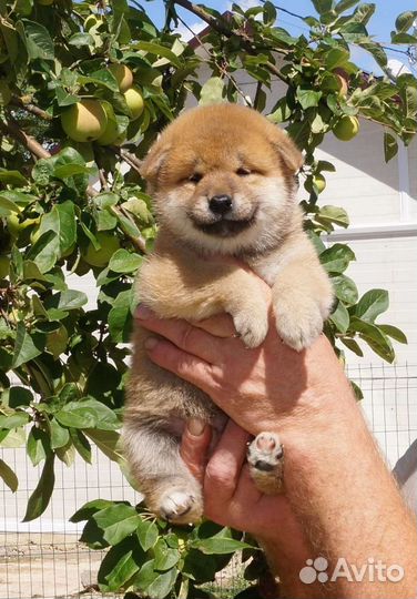 Щенки Сиба Ину